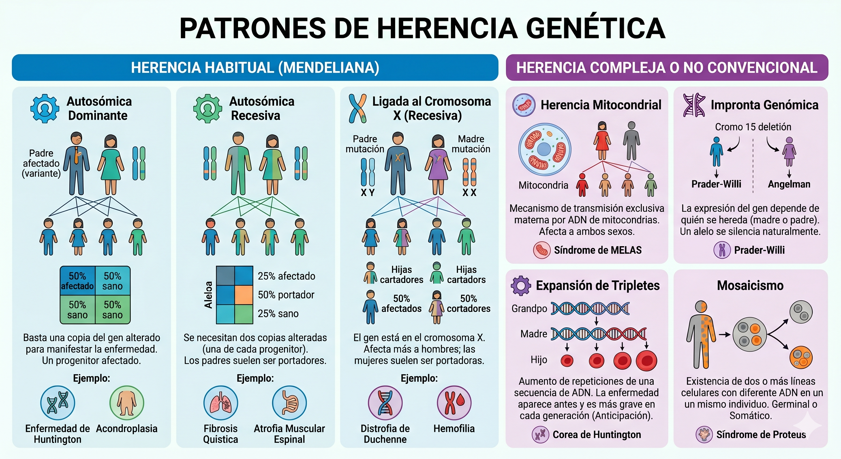 Gemini Patrones de Herencia Genética